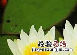 睡莲怎么养殖 睡莲的种植方法 家养