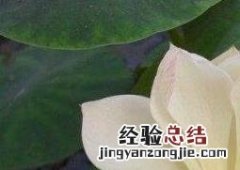 碗莲发芽后怎么养殖 碗莲发芽后怎么养