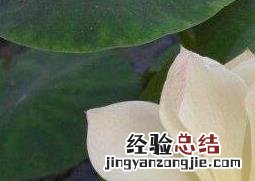 碗莲发芽后怎么养殖 碗莲发芽后怎么养