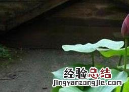 碗莲发芽后怎么养殖 碗莲发芽后怎么养