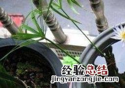 碗莲藕根如何养殖视频 碗莲藕根如何养殖