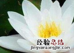 块茎睡莲的种植方法 如何养殖块状睡莲