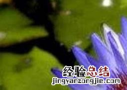 块茎睡莲的种植方法 如何养殖块状睡莲