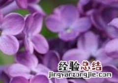 丁香花如何种植 丁香花如何种植?