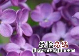 丁香花如何种植 丁香花如何种植?