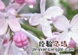 丁香花如何种植 丁香花如何种植?