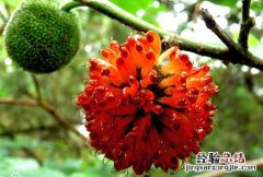 楮实子 楮实子的别名