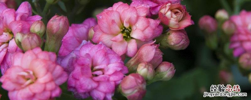 磷肥可以兑水浇花吗 磷肥怎么浇花