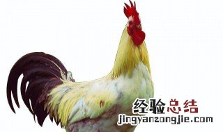 公鸡和母鸡哪个有营养 看来营养不相上下
