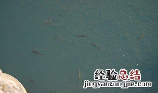蚯蚓怎么挂钩容易上鱼 钓不钓上鱼就看它了