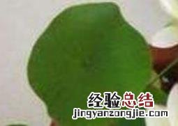 碗莲的种植方法和种植技巧 碗莲的种植方法和种植技巧图解