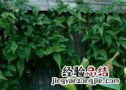 碗莲的种植方法和种植技巧 碗莲的种植方法和种植技巧图解