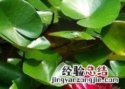 盆栽睡莲如何种植 盆栽睡莲种植视频教程