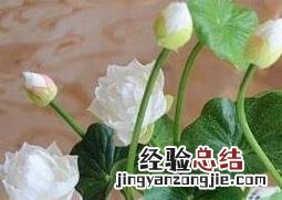 盆栽睡莲如何种植 盆栽睡莲种植视频教程