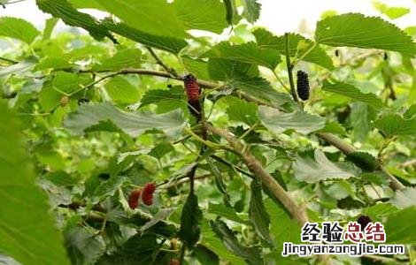 桑葚和什么不能一起吃会中毒 桑葚和什么不能一起吃