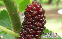 桑葚和什么不能一起吃会中毒 桑葚和什么不能一起吃