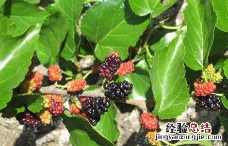 桑葚和什么不能一起吃会中毒 桑葚和什么不能一起吃