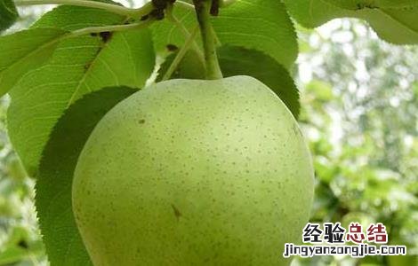 孕妇可以吃梨吗 孕妇可以吃梨吗中期