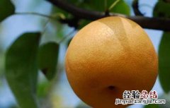 孕妇可以吃梨吗 孕妇可以吃梨吗中期