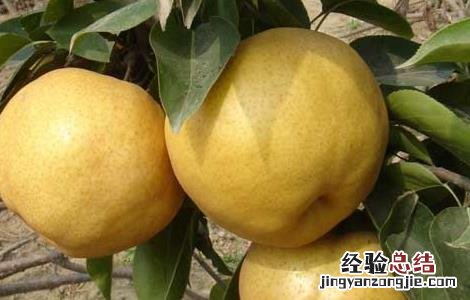 孕妇可以吃梨吗 孕妇可以吃梨吗中期