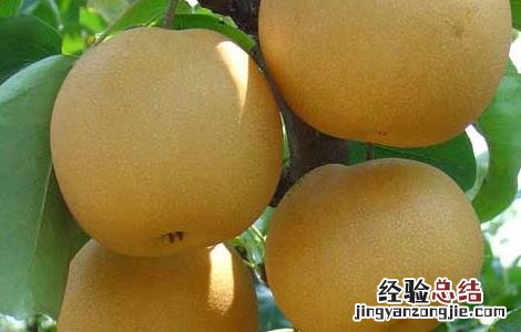 孕妇可以吃梨吗 孕妇可以吃梨吗中期