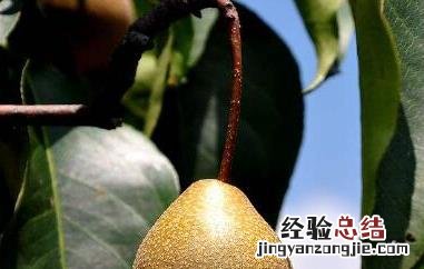 麻梨果功效和作用及食用方法 麻梨的功效和作用