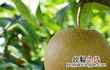 麻梨果功效和作用及食用方法 麻梨的功效和作用