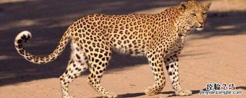 花豹速度 花豹速度多少