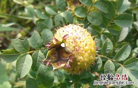 孕妇能吃刺梨吗 孕妇可以吃刺梨子吗