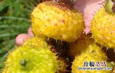 孕妇能吃刺梨吗 孕妇可以吃刺梨子吗