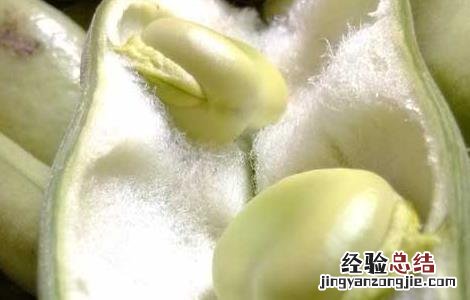 蚕豆有毒吗?吃蚕豆中毒了怎么办? 蚕豆有毒吗