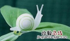 关于蜗牛的知识 关于蜗牛的知识介绍
