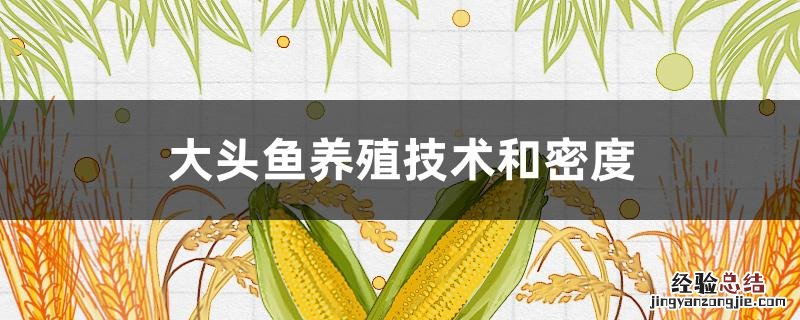 大头鱼的养殖密度 大头鱼养殖技术和密度