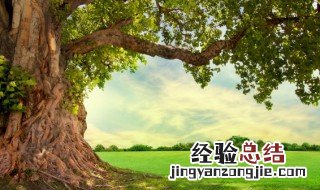家里砍树后怎么化解 如何处理砍下的树