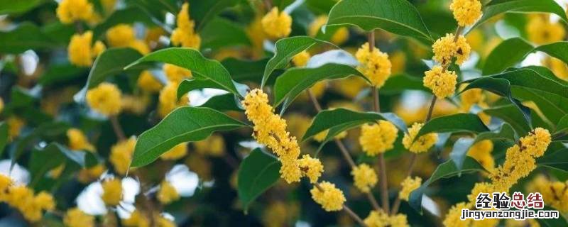桂花美食有哪些 桂花美食有哪些名字