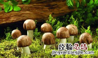 蘑菇不能跟什么食物一起吃 蘑菇不能跟六种食物一起吃