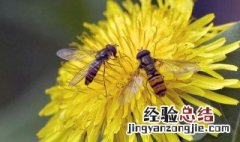 蜜蜂采花粉做什么 简单介绍一下