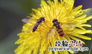 蜜蜂采花粉做什么 简单介绍一下