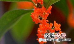 丹桂叶子特征 丹桂叶子特征?
