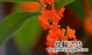 丹桂叶子特征 丹桂叶子特征?