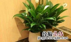 一帆风顺适合大盆还是小盆 一帆风顺适合深盆还是浅盆