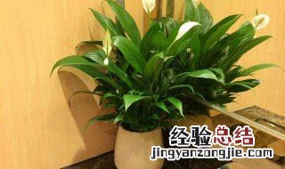 一帆风顺适合大盆还是小盆 一帆风顺适合深盆还是浅盆