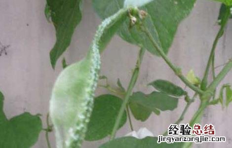 扁豆能生吃吗 扁豆不能吃吗
