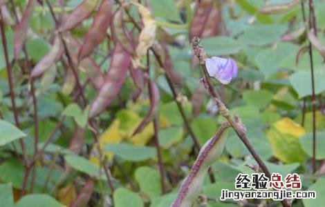扁豆能生吃吗 扁豆不能吃吗