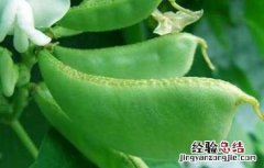 扁豆不能和什么一起吃 扁豆不能和什么一起吃/同吃