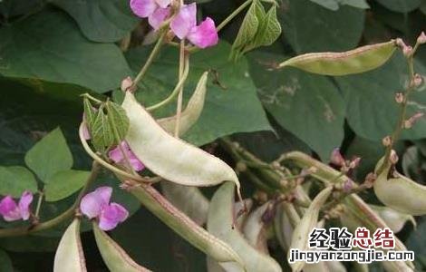 扁豆不能和什么一起吃 扁豆不能和什么一起吃/同吃