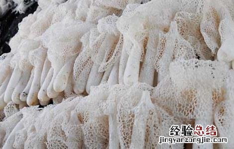 竹荪发黄还可以吃吗 竹荪变黄还能吃吗