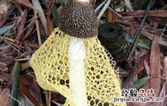 竹荪发黄还可以吃吗 竹荪变黄还能吃吗