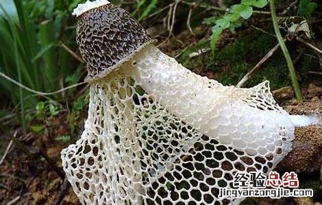 与竹荪相克的食物 竹荪不能和什么一起吃
