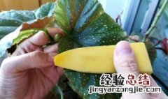 香蕉皮怎么做花的肥料 生活小技巧分享